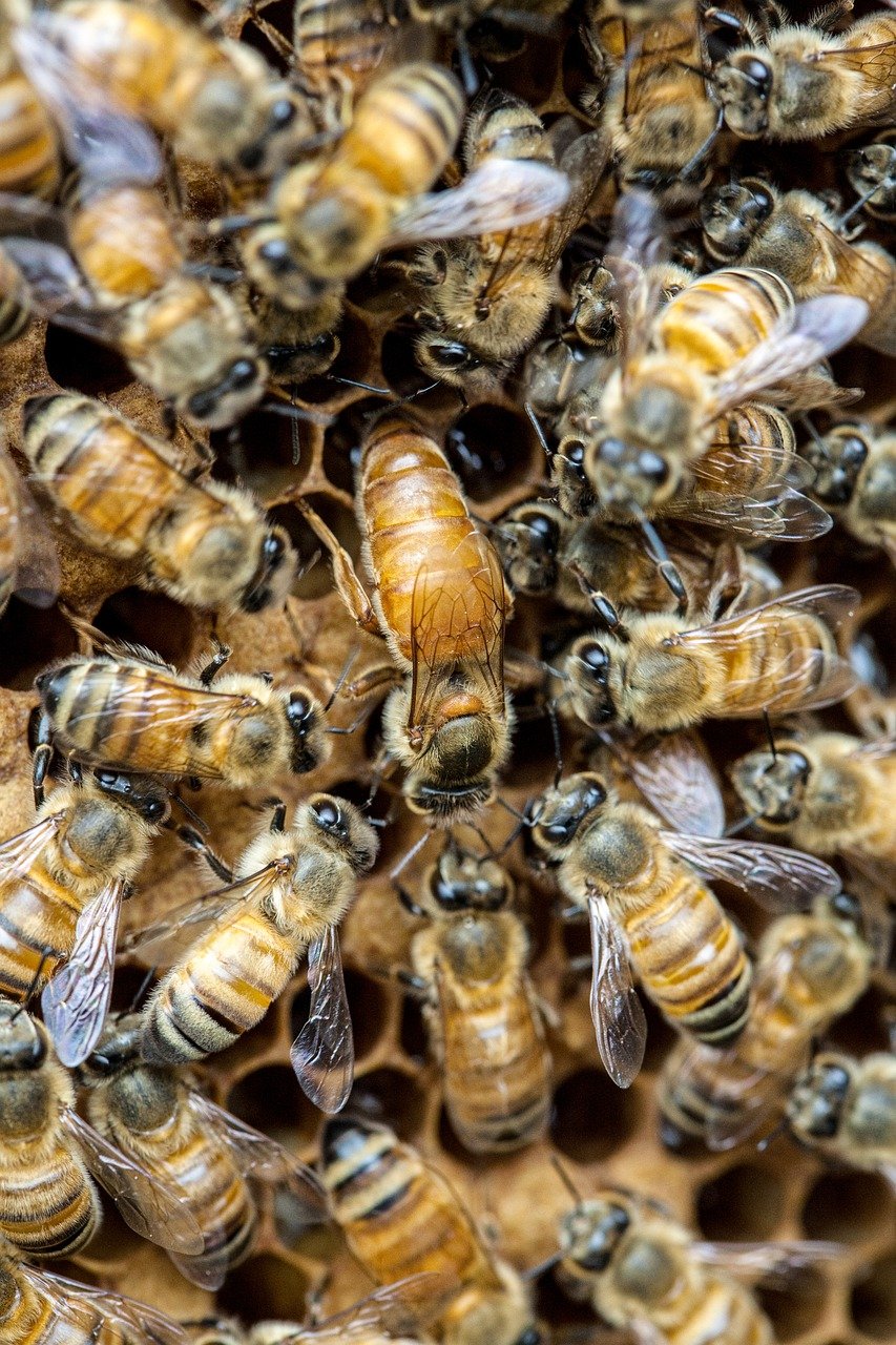 queen bee, bee, insects-6403892.jpg